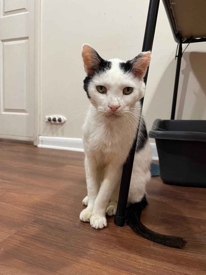 Parker, a Adoptable Domestic Short Hair in Clifton, NJ image 5/13