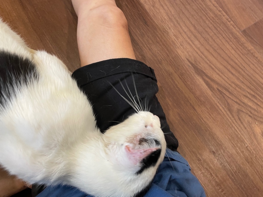 Parker, a Adoptable Domestic Short Hair in Clifton, NJ image 6/13