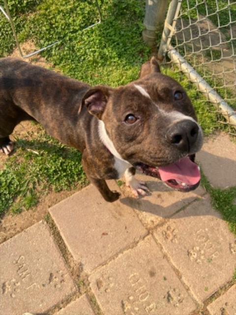 DIXIE JIM, Adoptable, Adult Male Pit Bull Terrier & Mixed Breed.