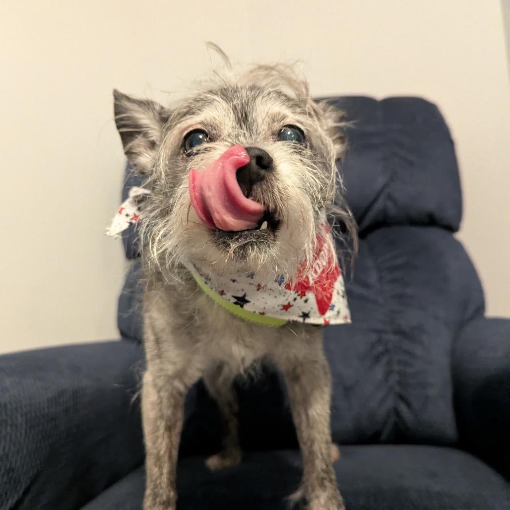 Gattis, a Adoptable Terrier in Austell, GA image 1/2