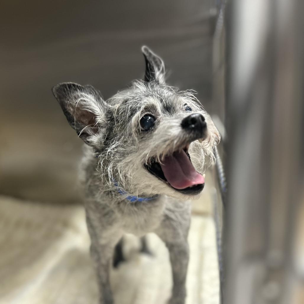 Gattis, a Adoptable Terrier in Austell, GA image 2/2