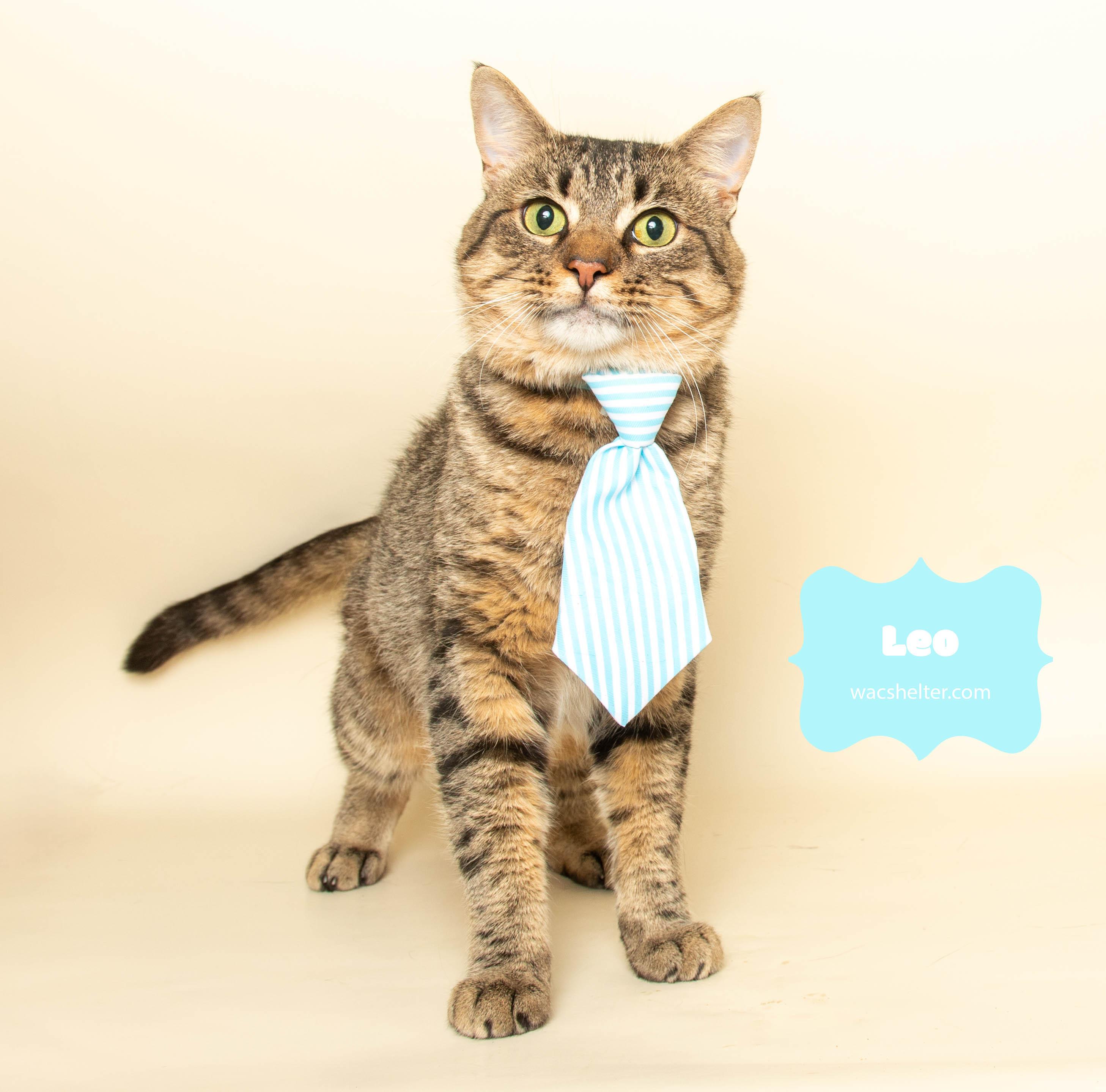 LEO (Gentle little love)