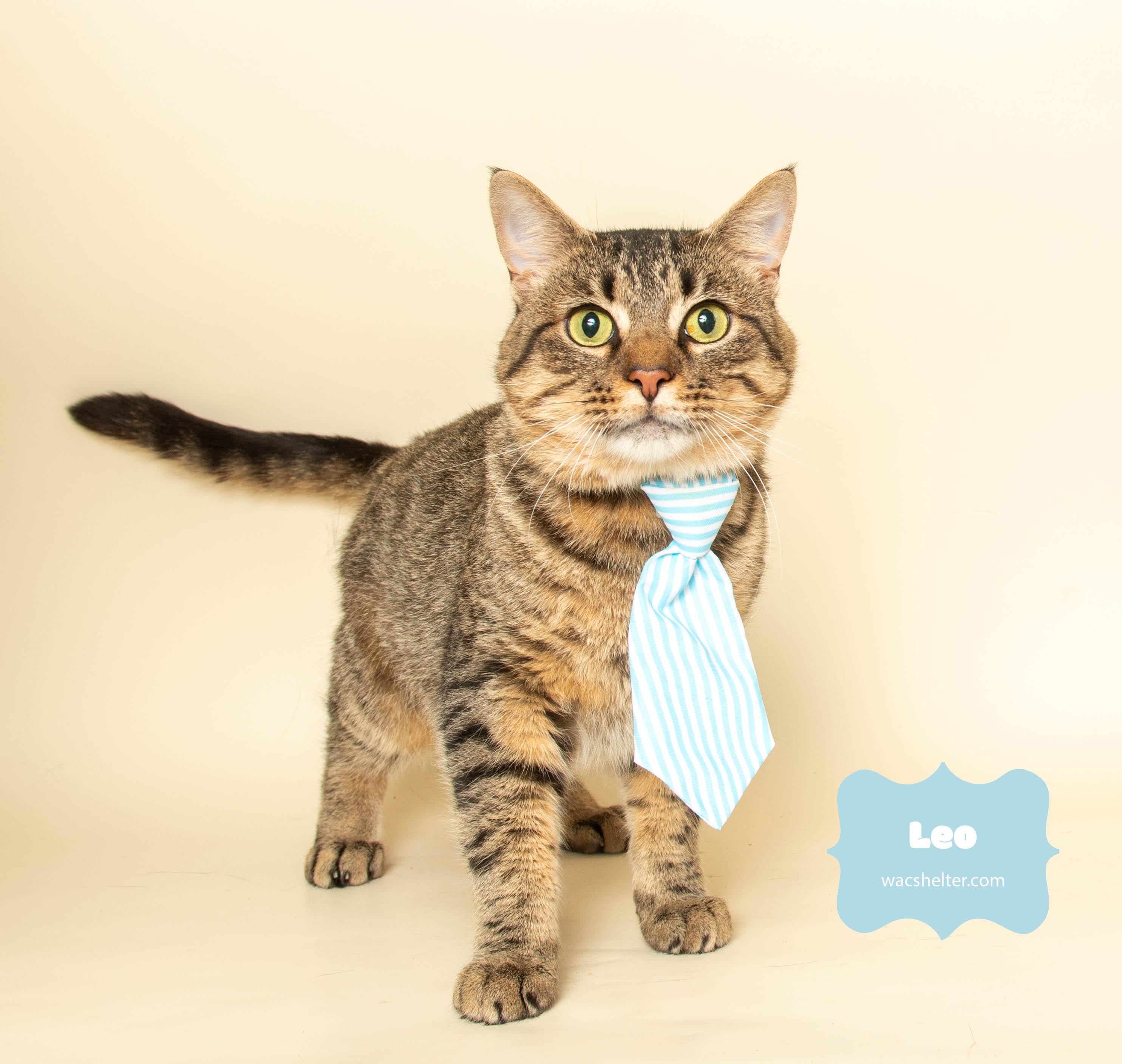 LEO (Gentle little love)