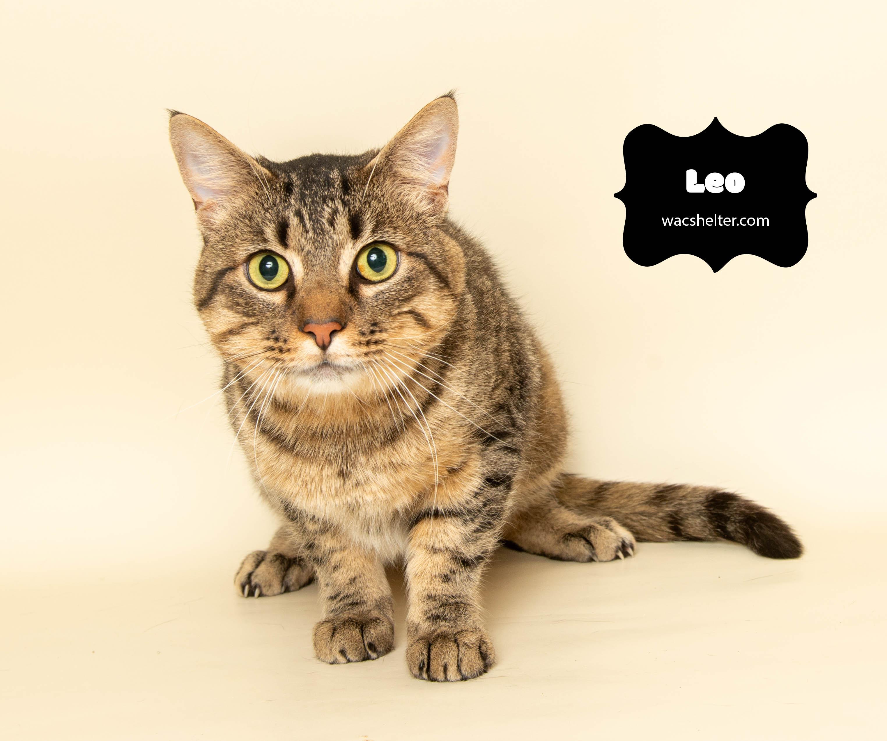 LEO (Gentle little love)