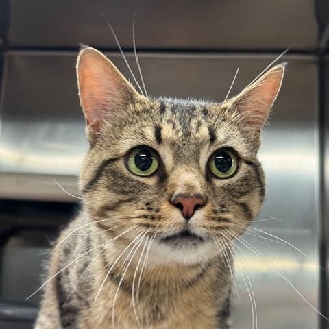 LEO (Gentle little love)