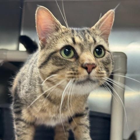 LEO (Gentle little love)