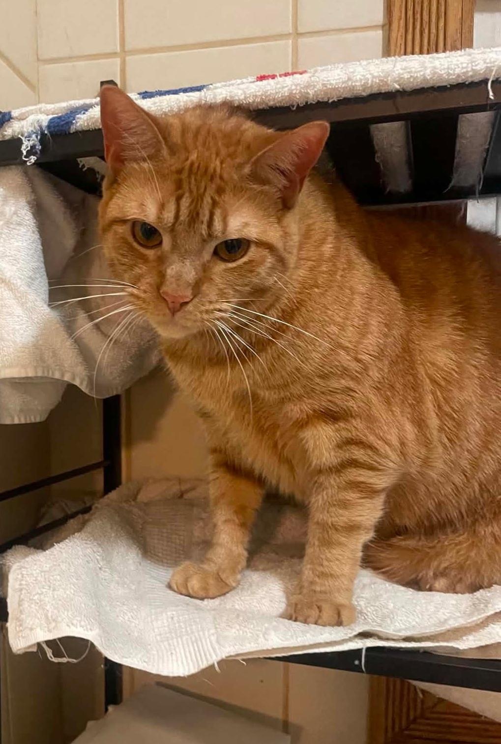 Enlarge Beethoven, a Adoptable Domestic Short Hair in Flushing, NY image 1/2