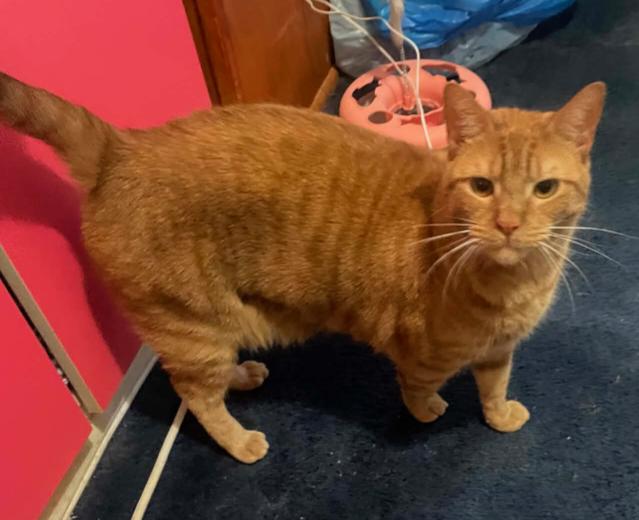 Enlarge Beethoven, a Adoptable Domestic Short Hair in Flushing, NY image 2/2