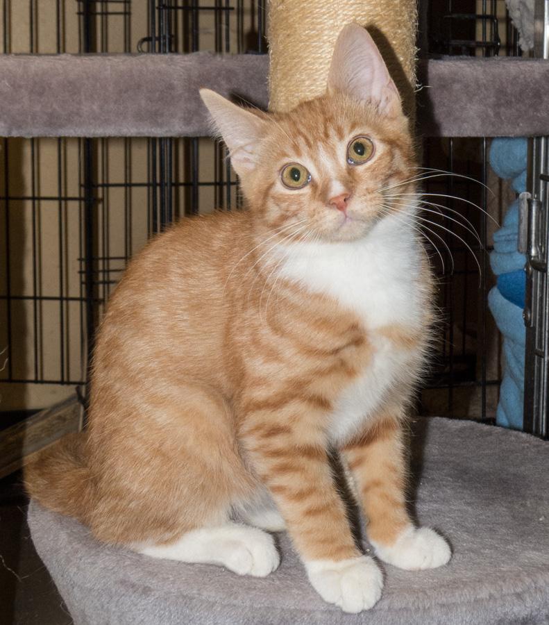 Fred, an adopted Domestic Short Hair in Paramus, NJ image 1/4