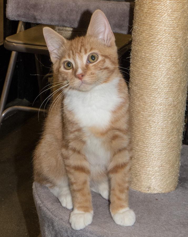 Fred, an adopted Domestic Short Hair in Paramus, NJ image 3/4