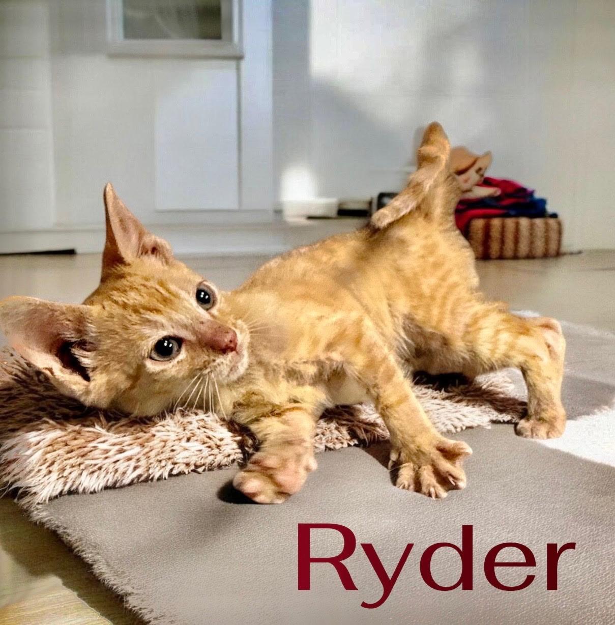 Ryder, Adoptable, Kitten Male Domestic Short Hair.