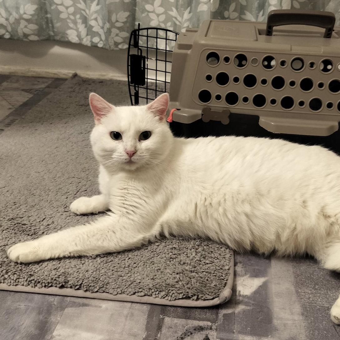 Blair, Adoptable, Adult Female Domestic Short Hair.