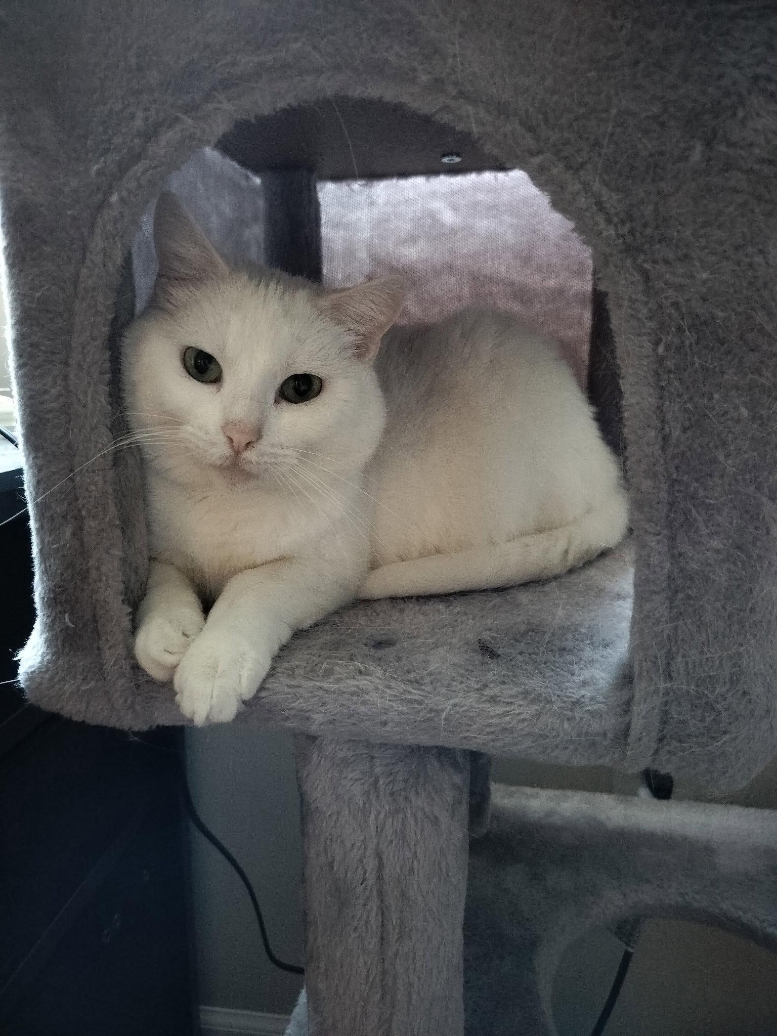 Blair, a Adoptable Domestic Short Hair in Dublin, OH image 2/3