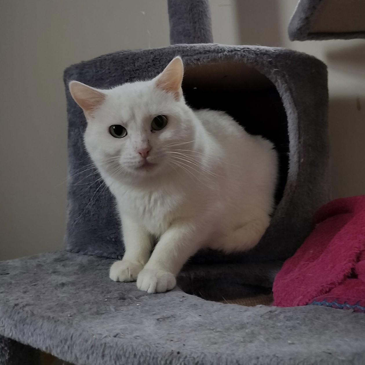 Blair, a Adoptable Domestic Short Hair in Dublin, OH image 3/3