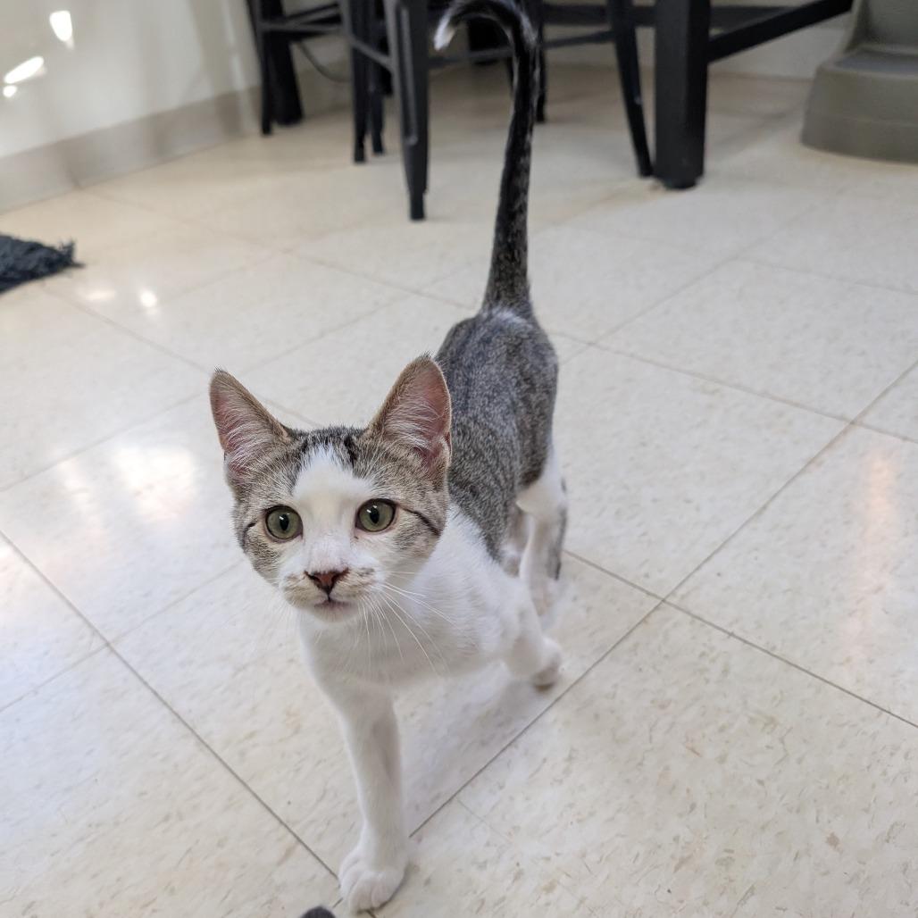 Amy, Adoptable, Young Female Domestic Short Hair.