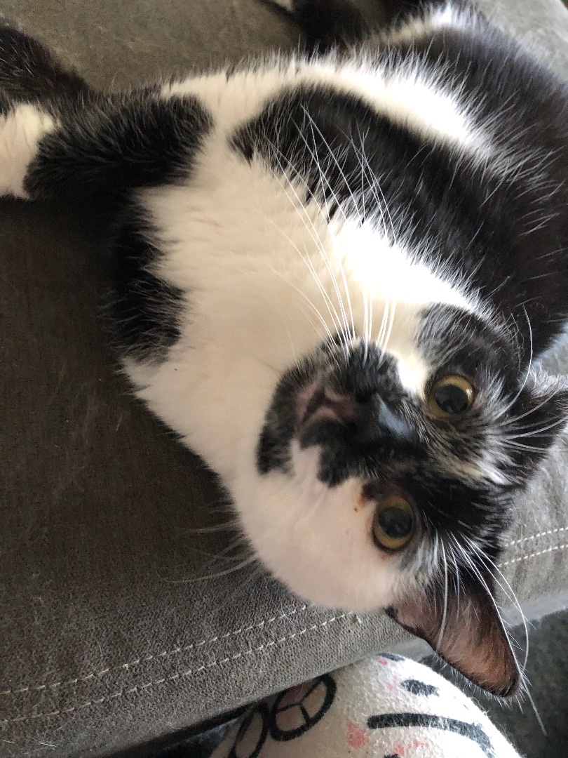 Po, Adopted, Adult Male Domestic Short Hair.