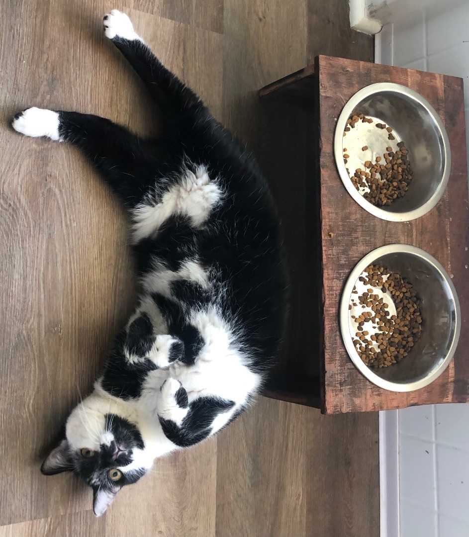 Enlarge Po, a Adopted Domestic Short Hair in Jesup, GA image 2/6