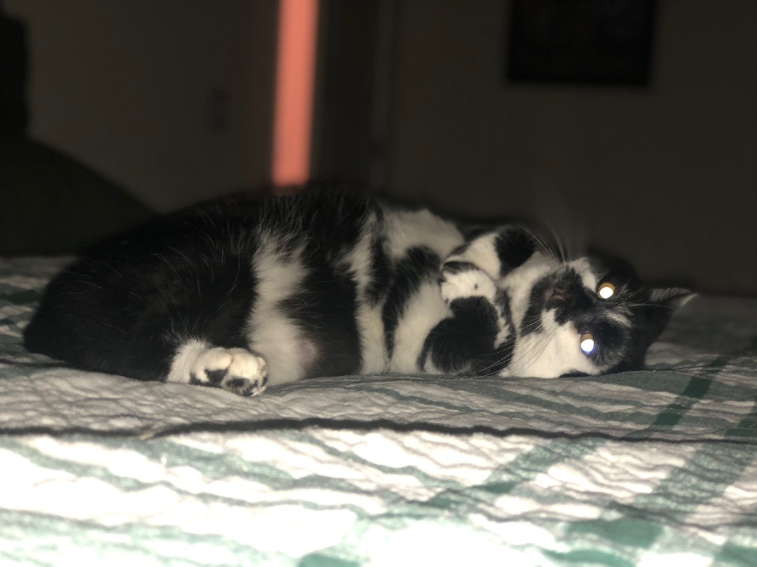 Enlarge Po, a Adopted Domestic Short Hair in Jesup, GA image 3/6