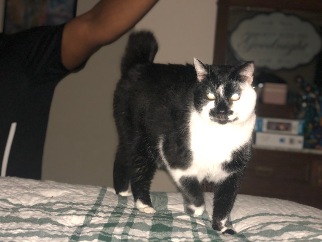 Enlarge Po, a Adopted Domestic Short Hair in Jesup, GA image 4/6