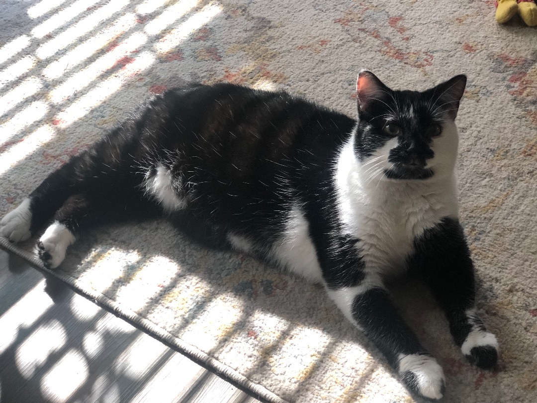 Po, Adopted, Adult Male Domestic Short Hair.