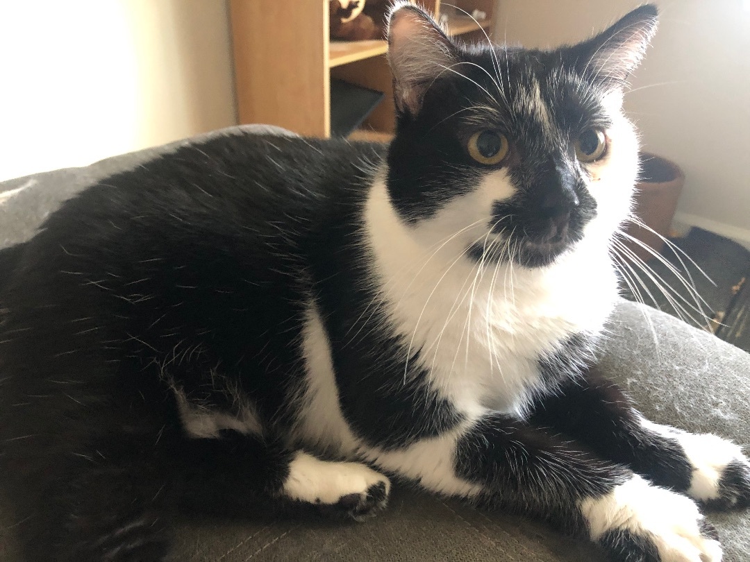 Enlarge Po, a Adopted Domestic Short Hair in Jesup, GA image 6/6