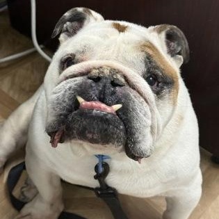 Enlarge Diesel & Malibu , a ADOPTABLE English Bulldog in Worcester, MA image 2/2