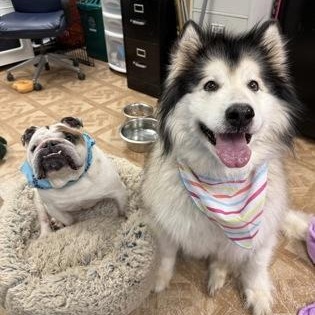 Diesel & Malibu , ADOPTABLE, Adult Male English Bulldog.