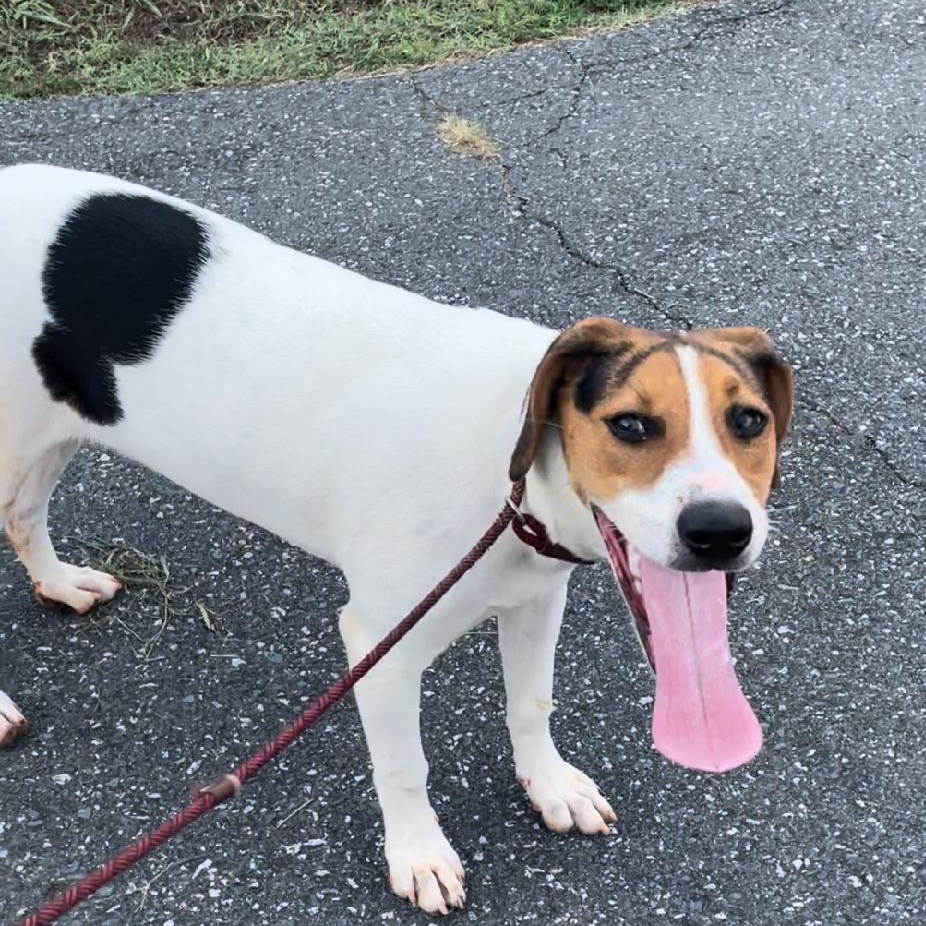 Beans, Young Female Beagle
