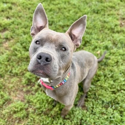 Crocodylus, Adoptable, Adult Male Mixed Breed.