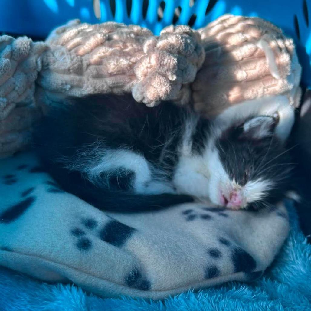 Tiny Tim, Adoptable, Kitten Male Domestic Short Hair & Domestic Short Hair.