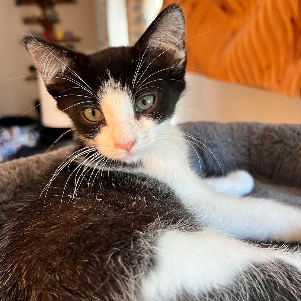 Enlarge Tiny Tim, a Adoptable mixed breed in Nampa, ID image 2/5