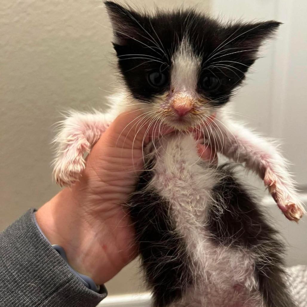 Enlarge Tiny Tim, a Adoptable mixed breed in Nampa, ID image 5/5