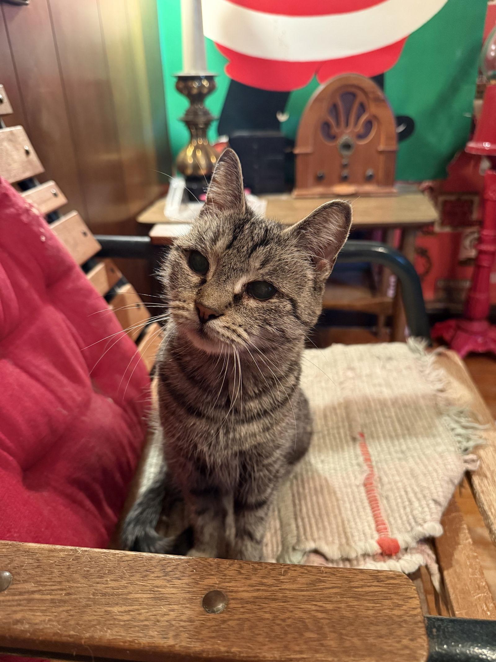 Crystal, a Adoptable Domestic Short Hair in Walled Lake, MI image 1/3
