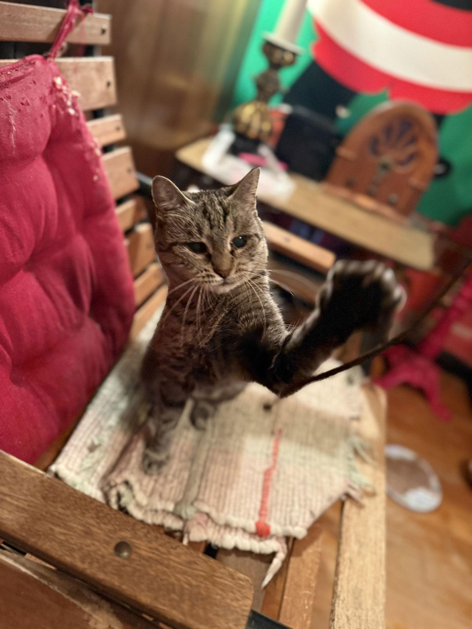 Crystal, a Adoptable Domestic Short Hair in Walled Lake, MI image 2/3