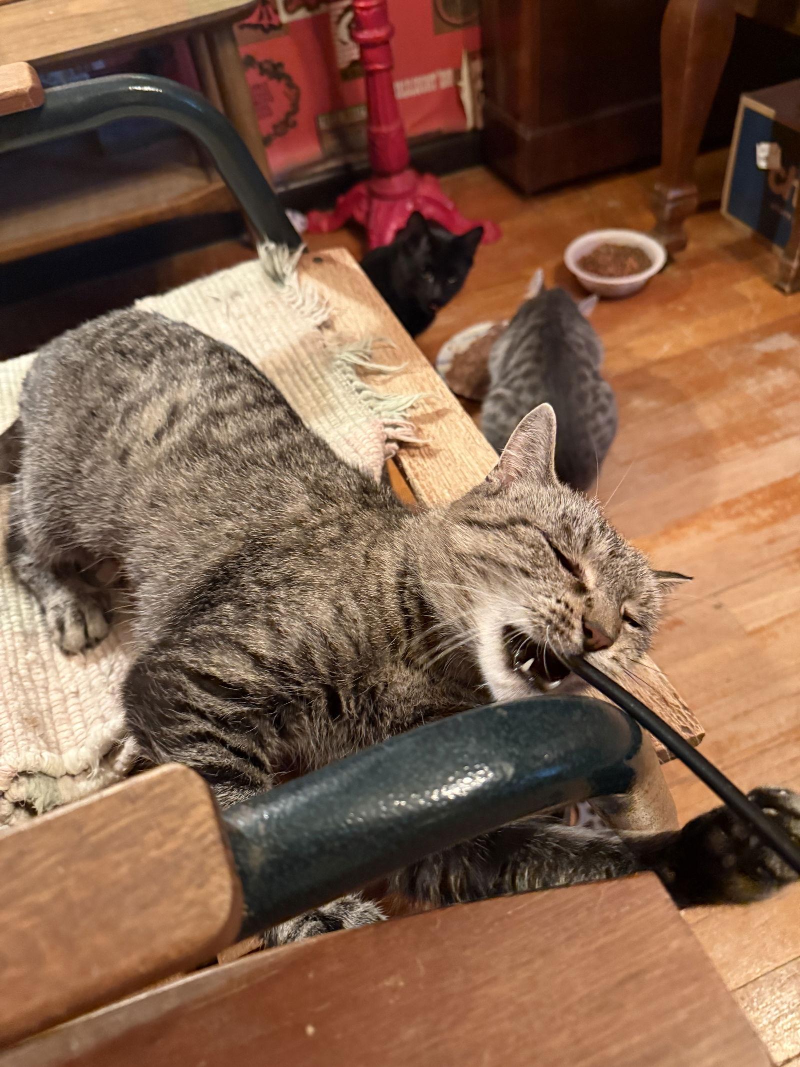 Crystal, a Adoptable Domestic Short Hair in Walled Lake, MI image 3/3