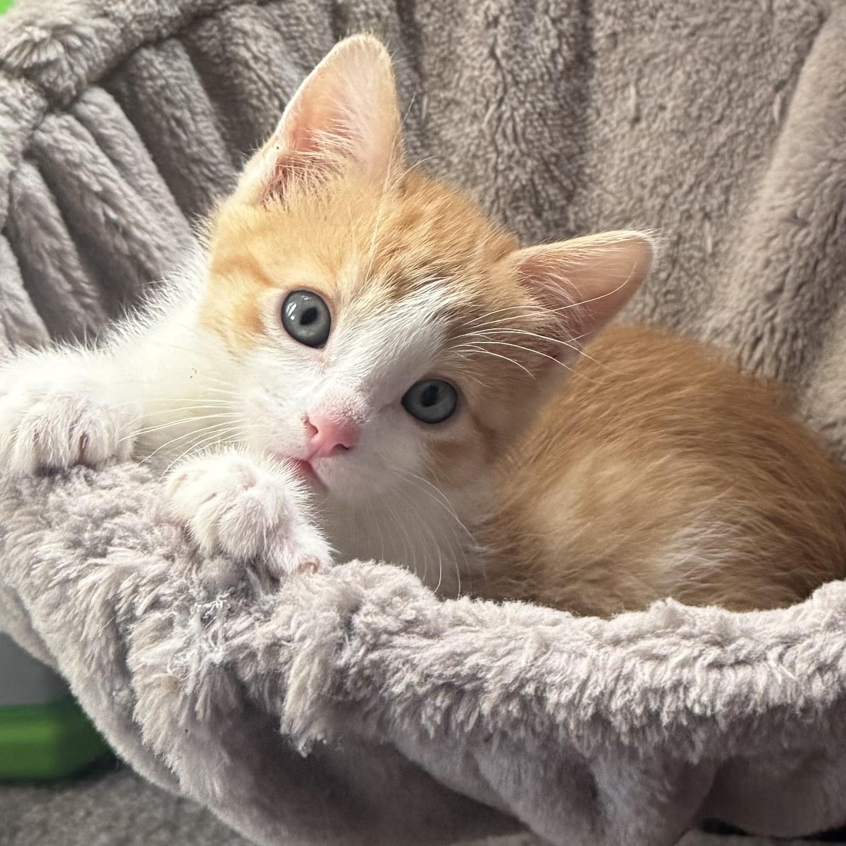 Benny, adopted, Kitten Male Tabby & Domestic Short Hair.