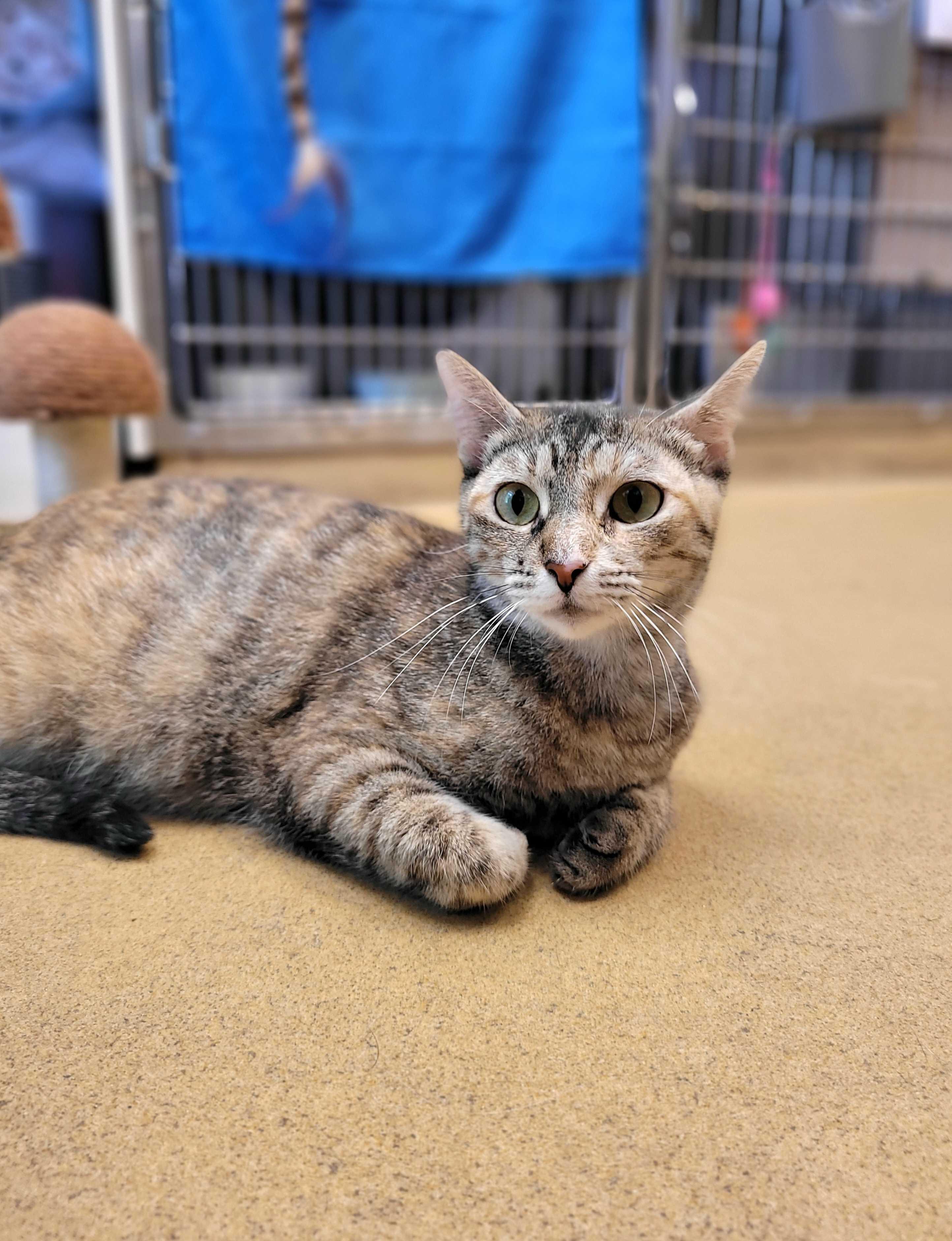 Kathy (IN TRIAL ADOPTION), adopted, Adult Female Domestic Short Hair.
