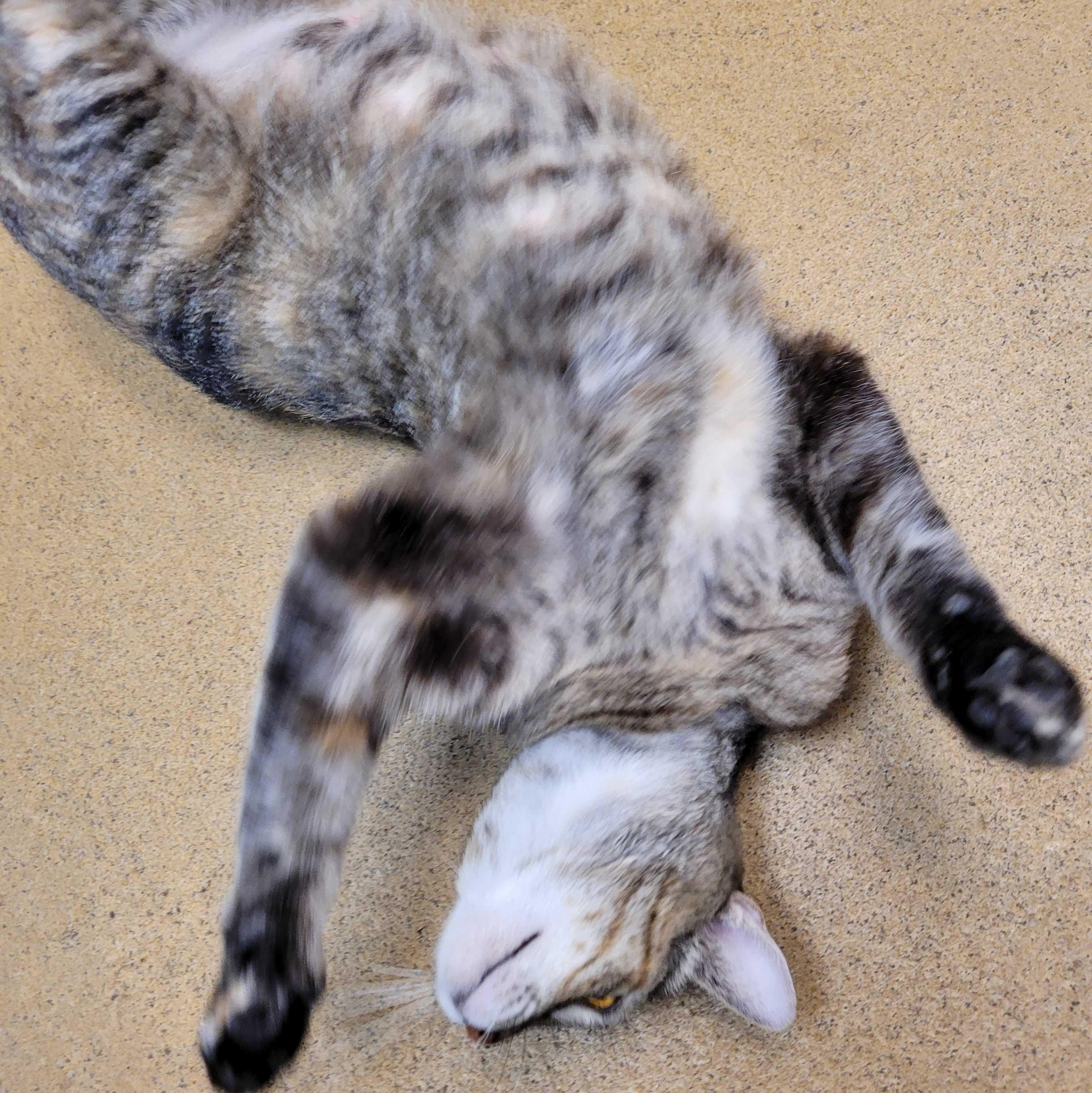 Kathy (IN TRIAL ADOPTION), an adopted Domestic Short Hair in Nantucket, MA image 2/2