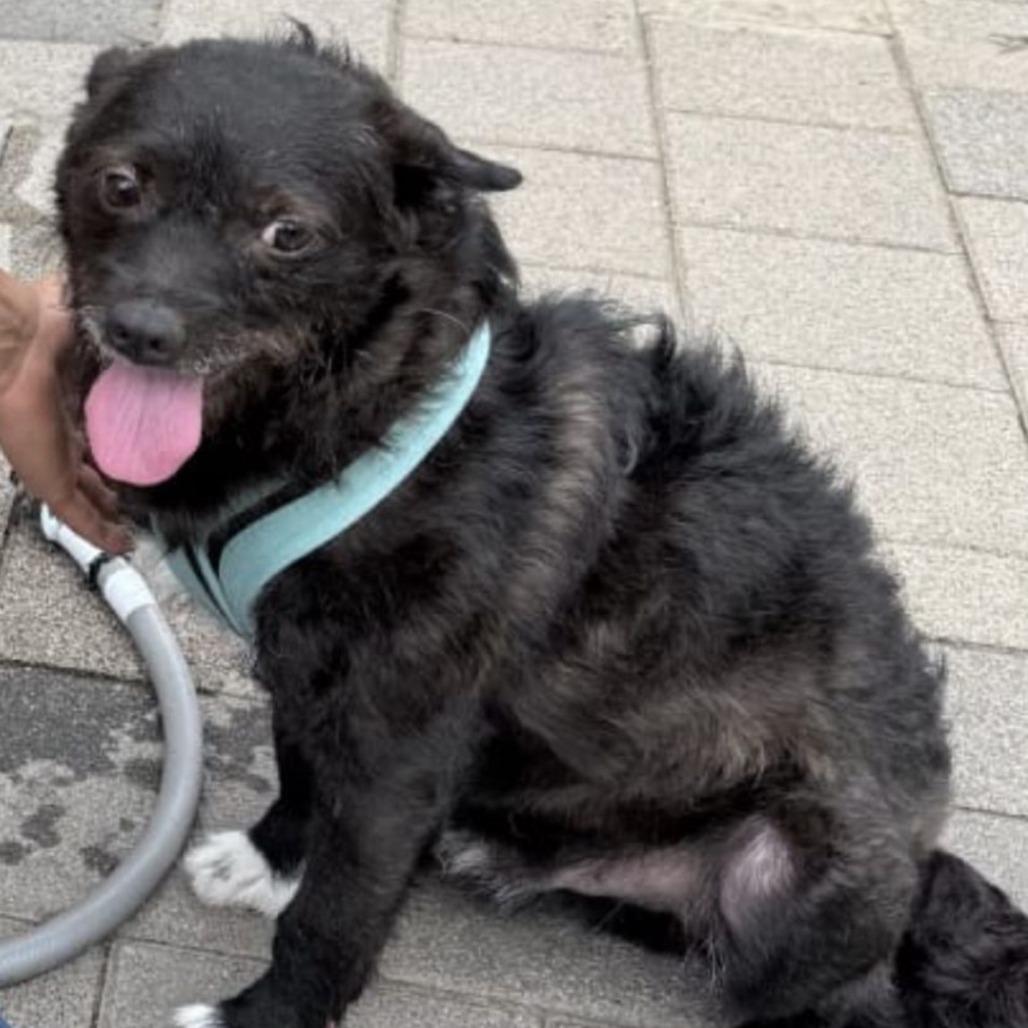 Adam, Adoptable, Adult Male Schnauzer & Corgi.