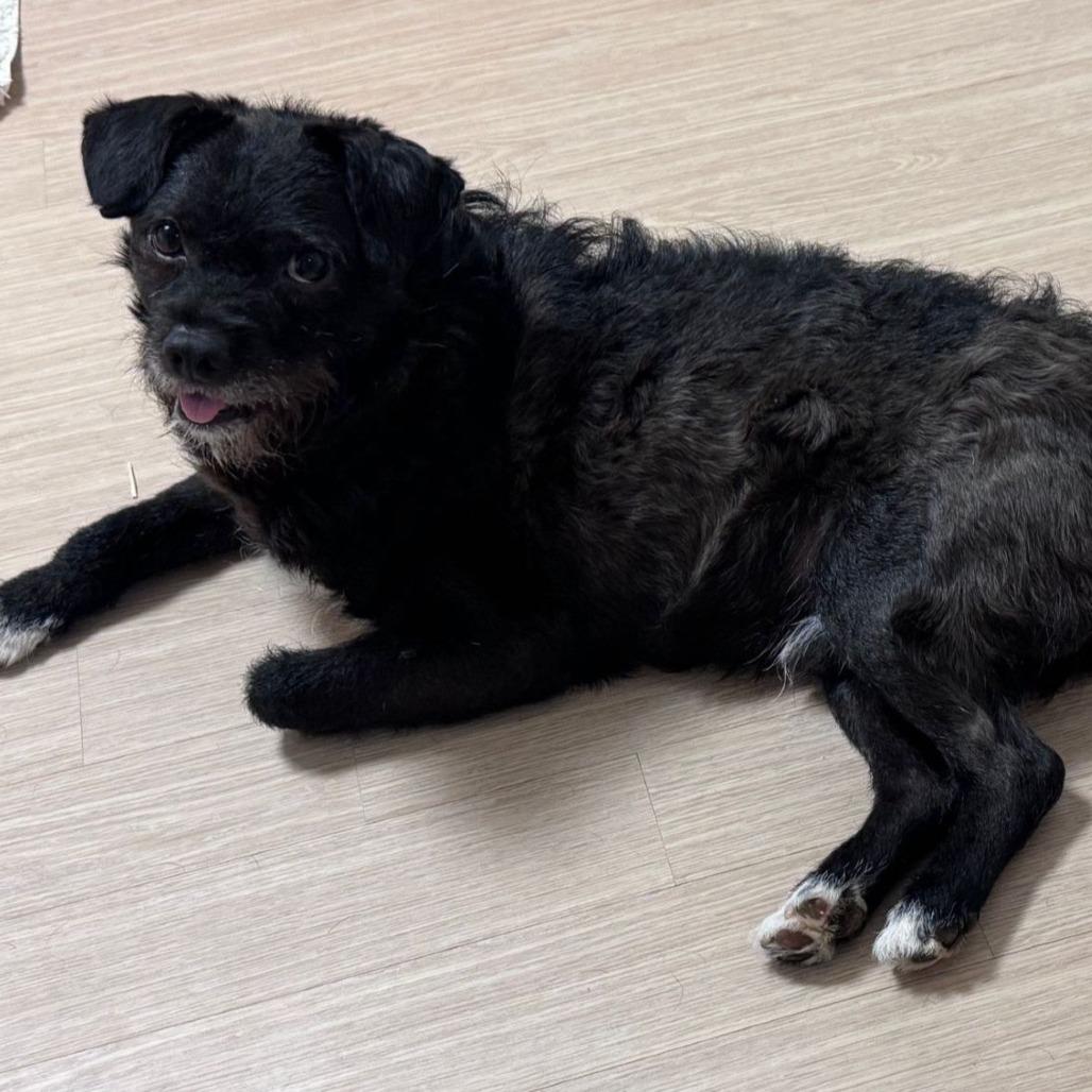 Adam, a Adoptable mixed breed in West Islip, NY image 2/6