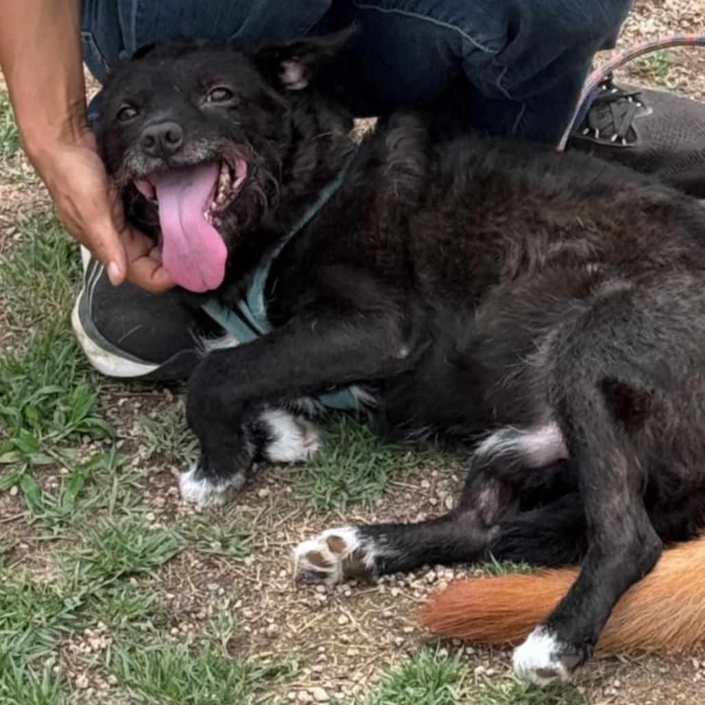 Adam, a Adoptable mixed breed in West Islip, NY image 3/6