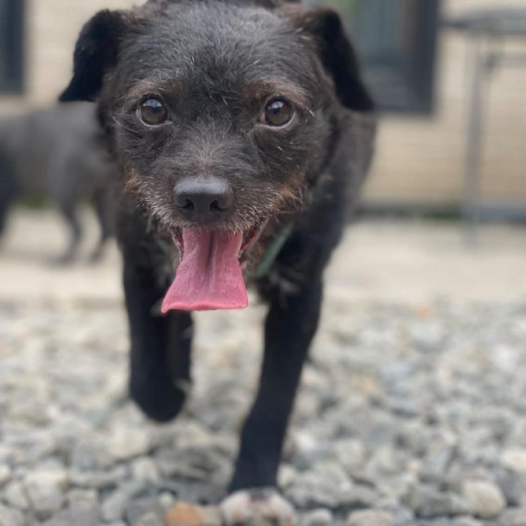 Adam, a Adoptable mixed breed in West Islip, NY image 4/6