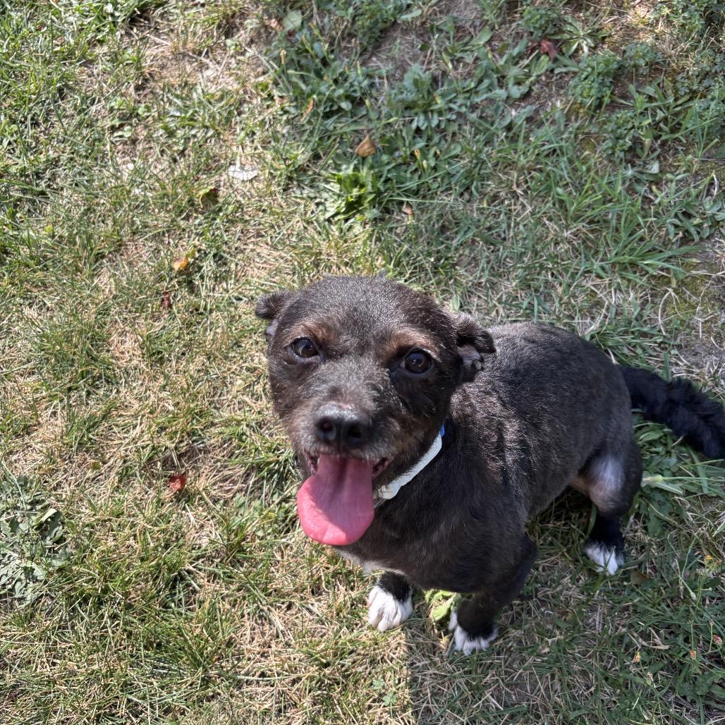 Adam, a Adoptable mixed breed in West Islip, NY image 5/6