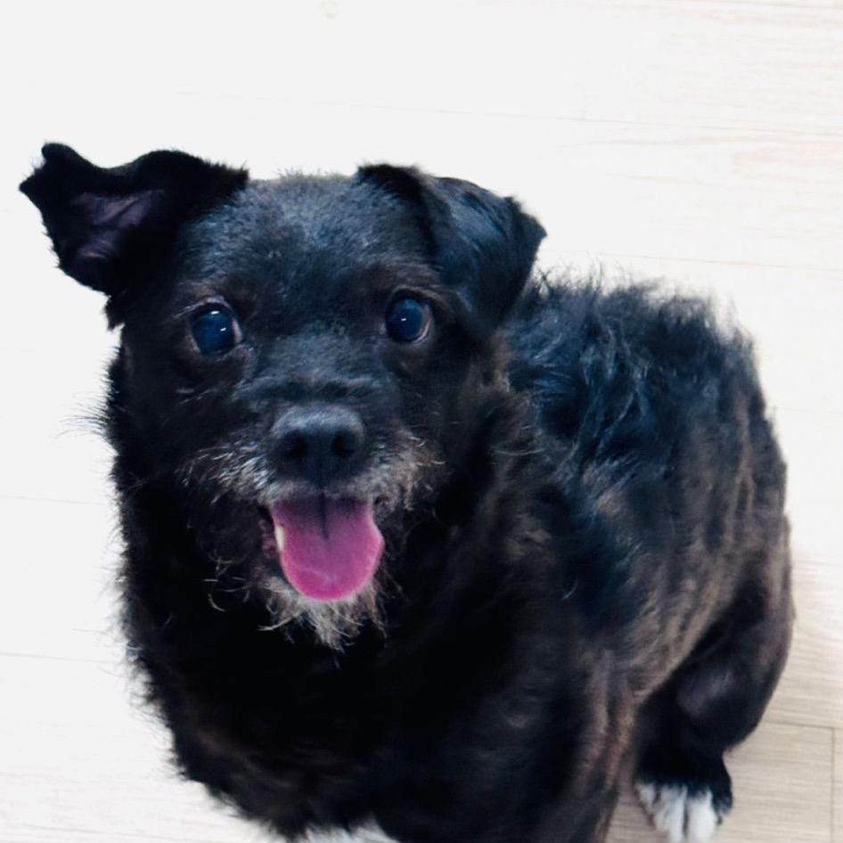 Adam, a Adoptable mixed breed in West Islip, NY image 6/6