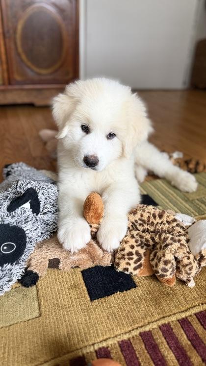 Shaunna, a Adoptable Great Pyrenees in Burlington, WI image 1/3