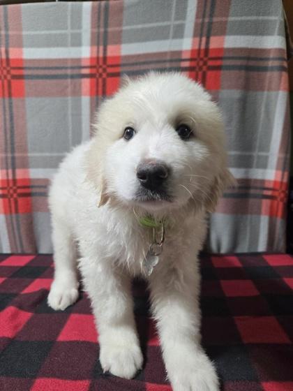 Shaunna, a Adoptable Great Pyrenees in Burlington, WI image 2/3