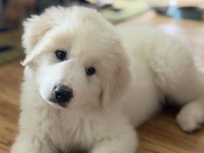 Shaunna, a Adoptable Great Pyrenees in Burlington, WI image 3/3