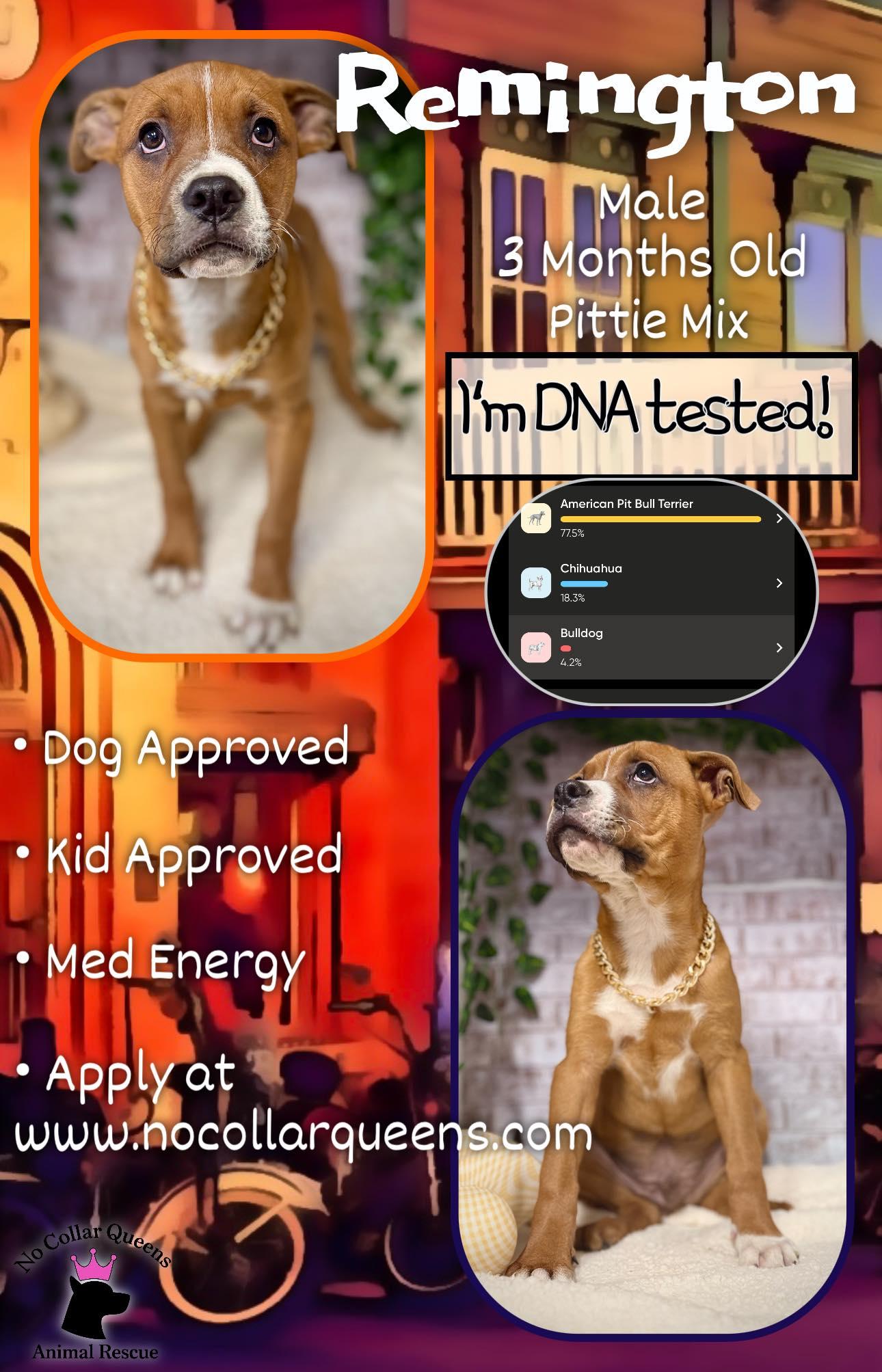 Enlarge Remington - Marksman, a Adoptable mixed breed in Jacksonville, NC image 1/1