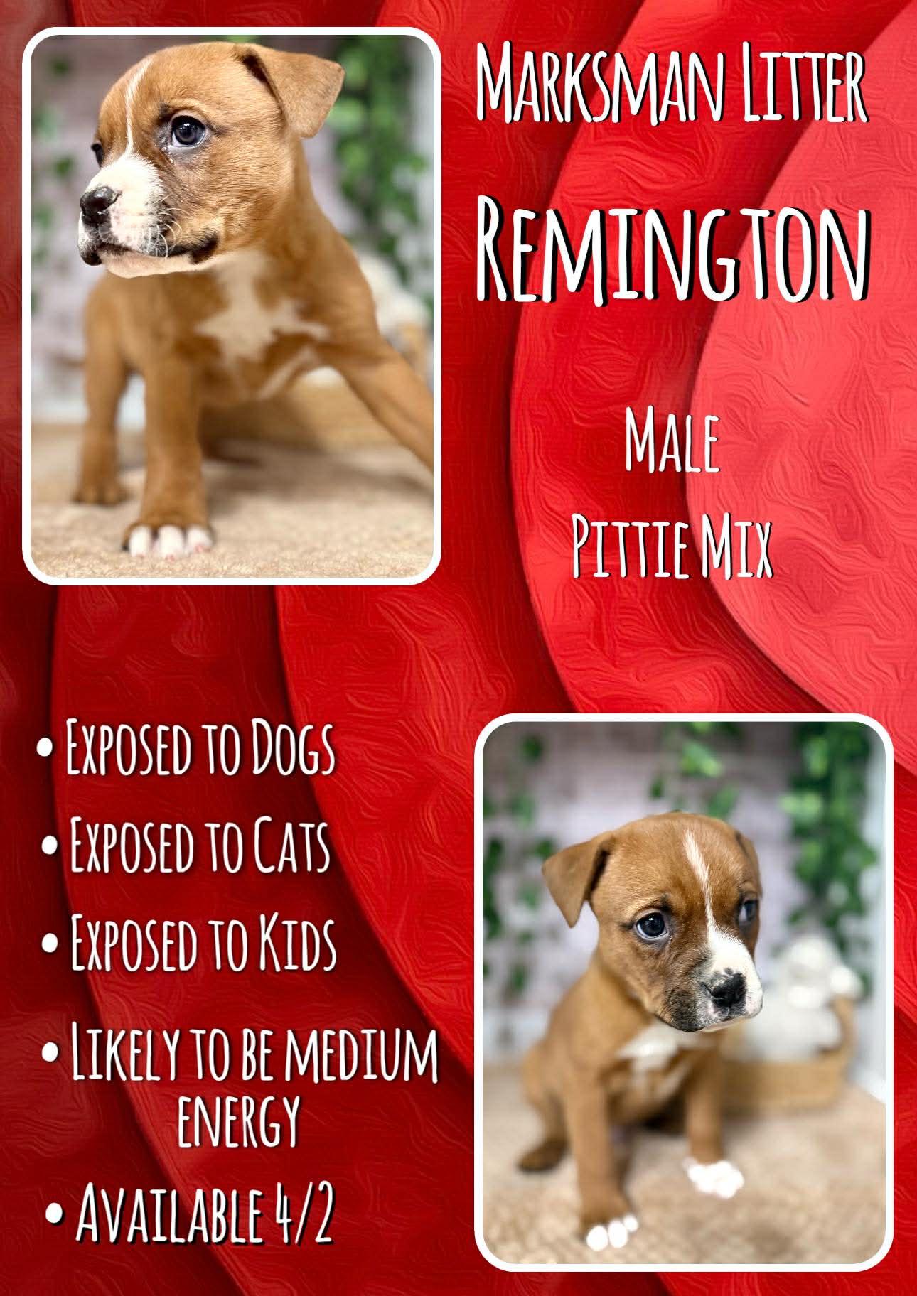 Remington - Marksman, Adoptable, Puppy Male Pit Bull Terrier.