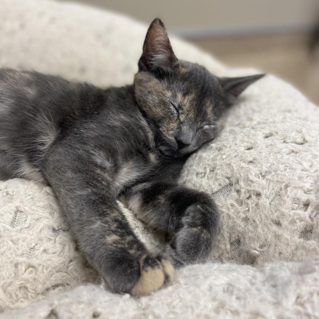 Enlarge Myrtle, a Adoptable Domestic Medium Hair in Sonoma, CA image 1/4